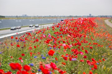 A4 Delft-Schiedam